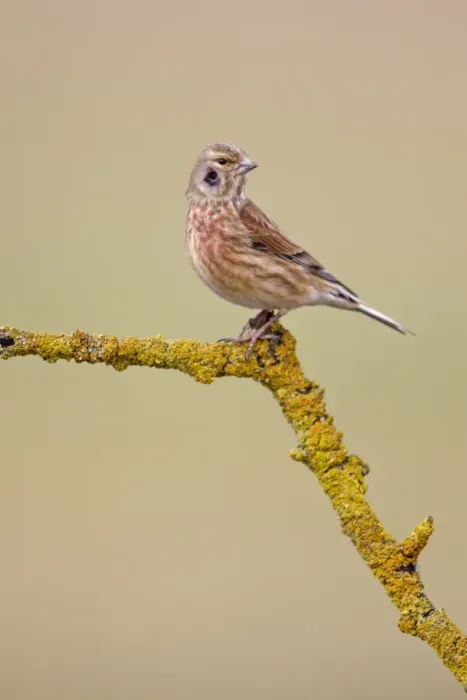 Framed Print : Eurasian Linnet (Carduelis cannabina) adult male, entering breeding plumage Framed Print : Eurasian Linnet (Carduelis cannabina) adult male, entering breeding plumage
