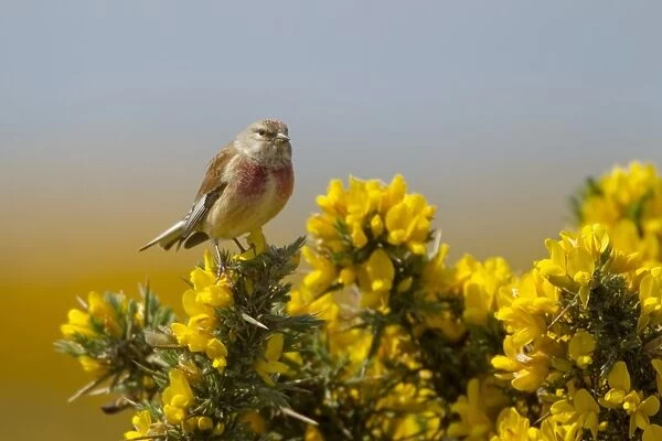 Eurasian Linnet (Carduelis cannabina) adult male, perched on flowering gorse, Jersey, Channel Islands, May