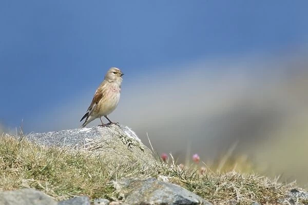 Eurasian Linnet (Carduelis cannabina) adult male, singing, standing on rock, Guernsey, Channel Islands, May