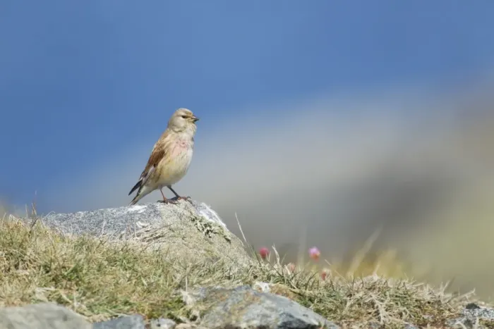 Framed Print : Eurasian Linnet (Carduelis cannabina) adult male, singing, standing on rock, Guernsey, Channel Islands, May Framed Print : Eurasian Linnet (Carduelis cannabina) adult male, singing, standing on rock, Guernsey, Channel Islands, May