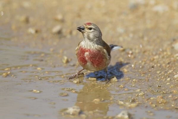 Eurasian Linnet (Carduelis cannabina) adult male, drinking at puddle, Jersey, Channel Islands, May