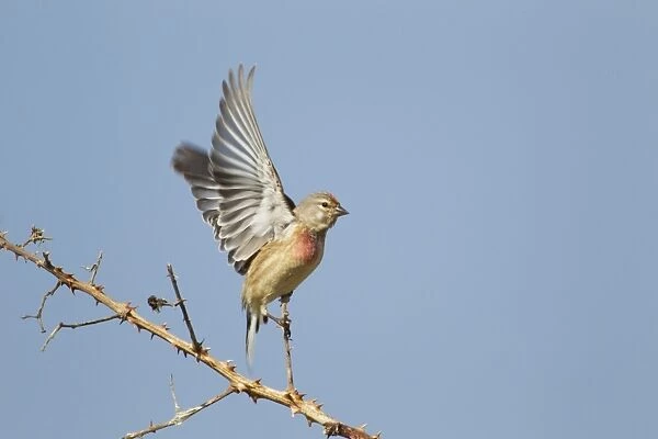 Eurasian Linnet (Carduelis cannabina) adult male, taking off from bramble stem, Jersey, Channel Islands, May
