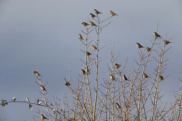 Eurasian Linnet (Carduelis cannabina) flock, perched in bare tree, Warwickshire, England, January