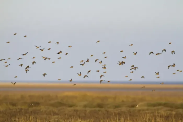 Framed Print : Eurasian Linnet (Carduelis cannabina) flock, in flight over saltmarsh habitat, Norfolk, England, November