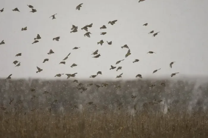 Framed Print : Eurasian Linnet (Carduelis cannabina) flock, in flight during snowfall, dropping into field to feed, Norfolk, England, november Framed Print : Eurasian Linnet (Carduelis cannabina) flock, in flight during snowfall, dropping into field to feed, Norfolk, England, november