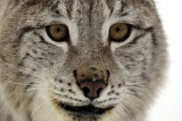 Framed Print : Eurasian Lynx (Lynx lynx) adult, close-up of face, in snow, winter (captive) Framed Print : Eurasian Lynx (Lynx lynx) adult, close-up of face, in snow, winter (captive)
