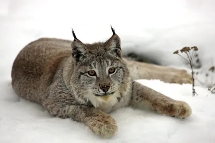 Framed Print : Eurasian Lynx (Lynx lynx) adult, resting on snow, winter (captive)