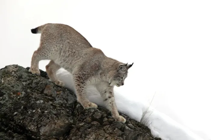 Framed Print : Eurasian Lynx (Lynx lynx) adult, walking down rock in snow, winter (captive) Framed Print : Eurasian Lynx (Lynx lynx) adult, walking down rock in snow, winter (captive)