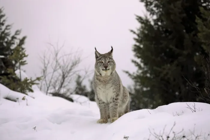 Framed Print : Eurasian Lynx (Lynx lynx) adult, sitting on snow, winter (captive)