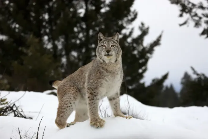 Framed Print : Eurasian Lynx (Lynx lynx) adult, standing on snow, winter (captive) Framed Print : Eurasian Lynx (Lynx lynx) adult, standing on snow, winter (captive)