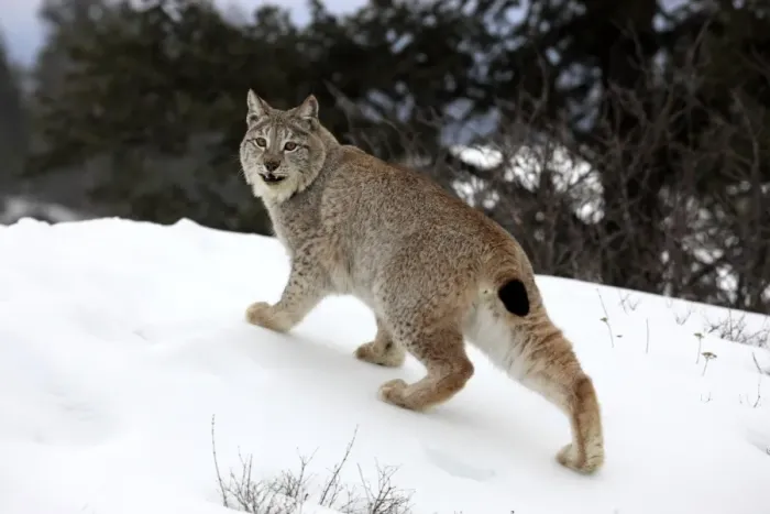 Framed Print : Eurasian Lynx (Lynx lynx) adult, standing on snow, winter (captive) Framed Print : Eurasian Lynx (Lynx lynx) adult, standing on snow, winter (captive)