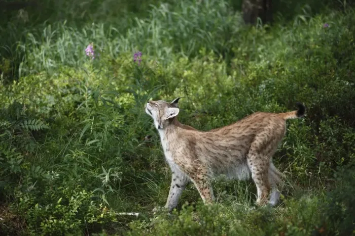 Framed Print : Eurasian Lynx (Lynx lynx) adult, sniffing grass in forest, Finland, july Framed Print : Eurasian Lynx (Lynx lynx) adult, sniffing grass in forest, Finland, july