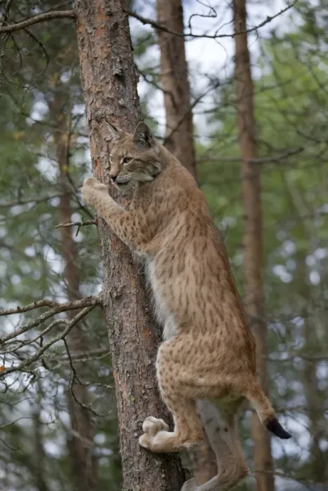 Framed Print : Eurasian Lynx (Lynx lynx) adult, climbing tree in coniferous forest, Finland, july Framed Print : Eurasian Lynx (Lynx lynx) adult, climbing tree in coniferous forest, Finland, july