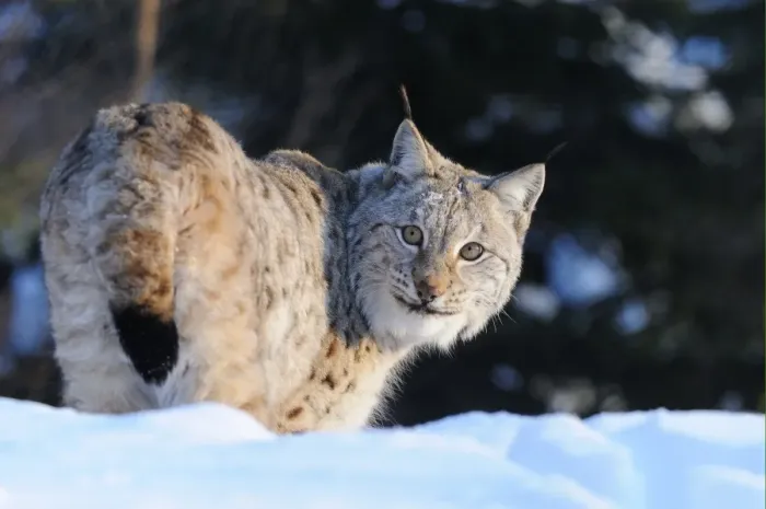 Framed Print : Eurasian Lynx (Lynx lynx) adult, standing in snow, Norway, february (captive) Framed Print : Eurasian Lynx (Lynx lynx) adult, standing in snow, Norway, february (captive)