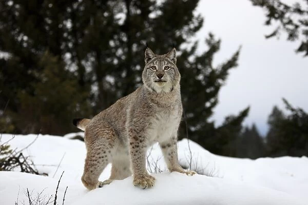 Eurasian Lynx (Lynx lynx) adult, standing on snow, winter (captive)