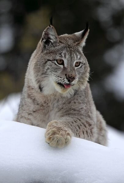 Eurasian Lynx (Lynx lynx) adult, with tongue out, resting on snow, winter (captive)