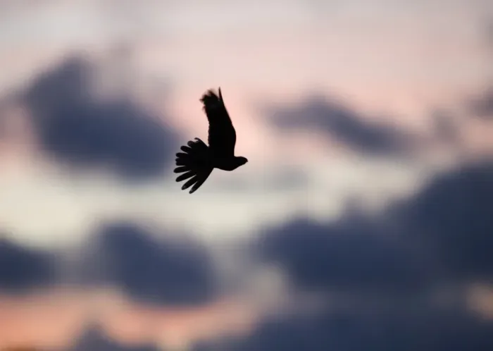 Framed Print : Eurasian Nightjar (Caprimulgus europaeus) adult, in flight over heathland, silhouetted at sunset, Norfolk, England Framed Print : Eurasian Nightjar (Caprimulgus europaeus) adult, in flight over heathland, silhouetted at sunset, Norfolk, England