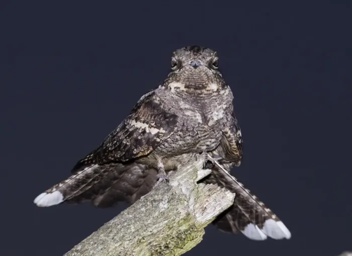Framed Print : Eurasian Nightjar (Caprimulgus europaeus) adult male, churring on song post in heathland at night, North Norfolk, England, june Framed Print : Eurasian Nightjar (Caprimulgus europaeus) adult male, churring on song post in heathland at night, North Norfolk, England, june