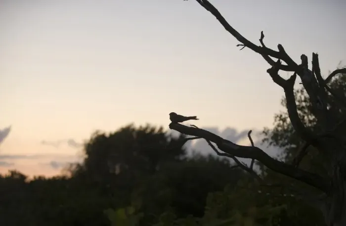 Framed Print : Eurasian Nightjar (Caprimulgus europaeus) adult male, churring on song post in heathland habitat, silhouetted at dusk, North Norfolk, England, june Framed Print : Eurasian Nightjar (Caprimulgus europaeus) adult male, churring on song post in heathland habitat, silhouetted at dusk, North Norfolk, England, june
