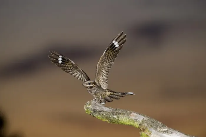 Framed Print : Eurasian Nightjar (Caprimulgus europaeus) adult male, with wings spread, standing on song post in heathland at dusk, North Norfolk, England, june Framed Print : Eurasian Nightjar (Caprimulgus europaeus) adult male, with wings spread, standing on song post in heathland at dusk, North Norfolk, England, june
