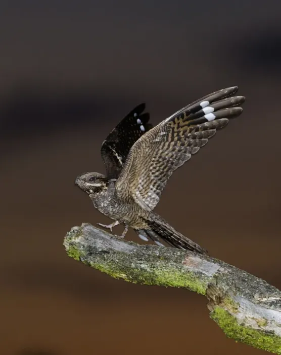 Framed Print : Eurasian Nightjar (Caprimulgus europaeus) adult male, with wings spread, standing on song post in heathland at dusk, North Norfolk, England, june Framed Print : Eurasian Nightjar (Caprimulgus europaeus) adult male, with wings spread, standing on song post in heathland at dusk, North Norfolk, England, june