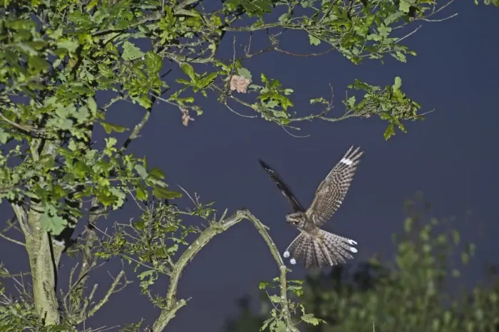 Framed Print : Eurasian Nightjar (Caprimulgus europaeus) adult male, in flight, landing on song post in heathland at dusk, Norfolk, England, june