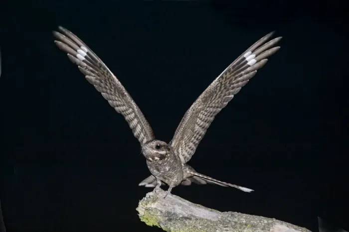 Framed Print : Eurasian Nightjar (Caprimulgus europaeus) adult male, with wings spread, standing on branch in heathland at night, North Norfolk, England, july Framed Print : Eurasian Nightjar (Caprimulgus europaeus) adult male, with wings spread, standing on branch in heathland at night, North Norfolk, England, july