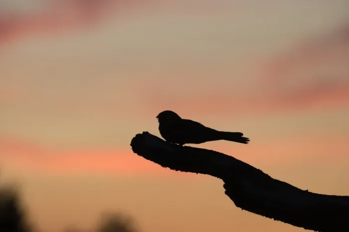 Framed Print : Eurasian Nightjar (Caprimulgus europaeus) adult male, churring on song post in heathland, silhouetted at dusk, North Norfolk, England, june Framed Print : Eurasian Nightjar (Caprimulgus europaeus) adult male, churring on song post in heathland, silhouetted at dusk, North Norfolk, England, june