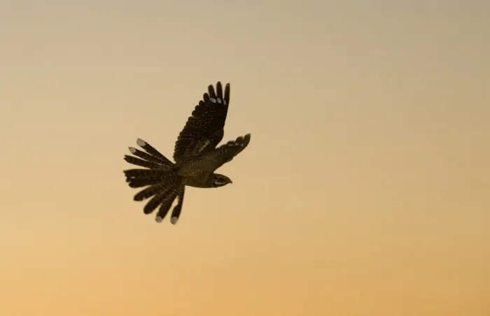 Framed Print : Eurasian Nightjar (Caprimulgus europaeus) adult male, in display flight over heathland at dusk, North Norfolk, England, june Framed Print : Eurasian Nightjar (Caprimulgus europaeus) adult male, in display flight over heathland at dusk, North Norfolk, England, june