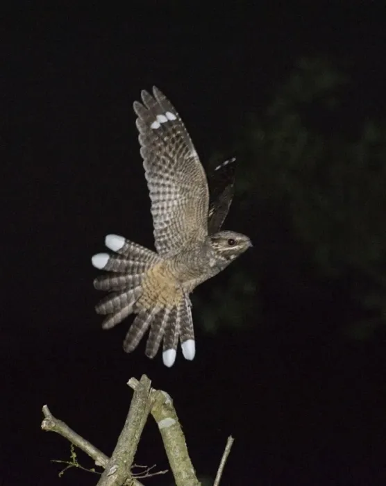 Framed Print : Eurasian Nightjar (Caprimulgus europaeus) adult male, in flight, leaving song post in heathland at night, Norfolk Framed Print : Eurasian Nightjar (Caprimulgus europaeus) adult male, in flight, leaving song post in heathland at night, Norfolk