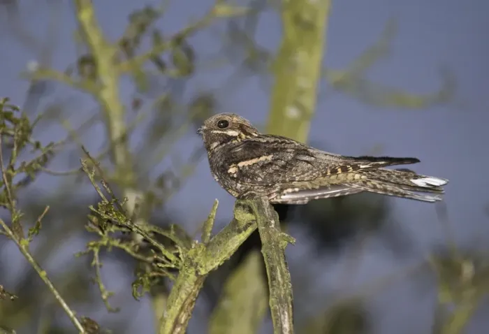 Framed Print : Eurasian Nightjar (Caprimulgus europaeus) adult male, churring on song post in heathland at dusk, Norfolk, England, may Framed Print : Eurasian Nightjar (Caprimulgus europaeus) adult male, churring on song post in heathland at dusk, Norfolk, England, may