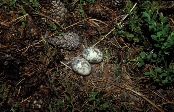 Framed Print : Eurasian Nightjar (Caprimulgus europaeus) two eggs in nest Framed Print : Eurasian Nightjar (Caprimulgus europaeus) two eggs in nest