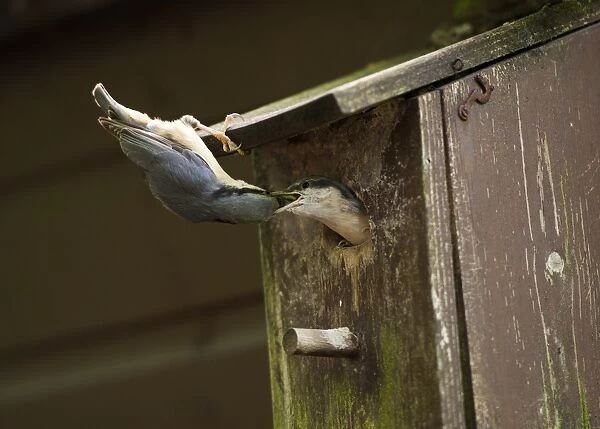 Eurasian Nuthatch (Sitta europaea) adult feeding chick, at entrance to nestbox, Dumfries and Galloway, Scotland, June