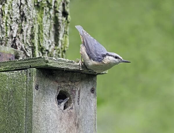 Eurasian Nuthatch (Sitta europaea) adult, clinging to nestbox with chick at entrance, Warwickshire, England, June