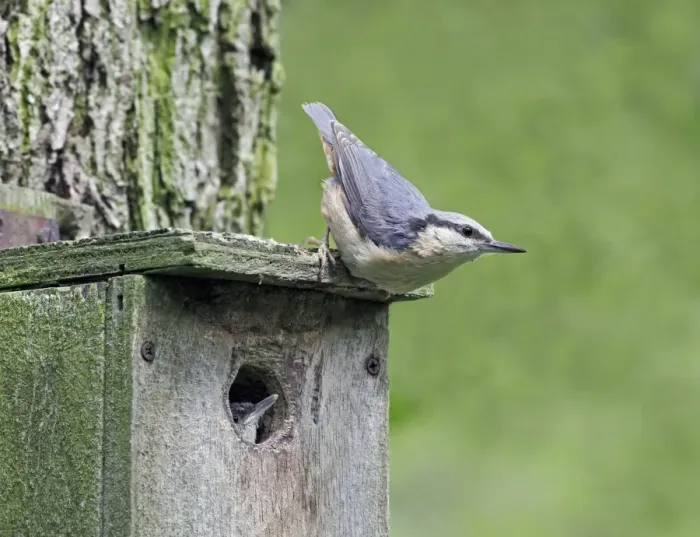 Framed Print : Eurasian Nuthatch (Sitta europaea) adult, clinging to nestbox with chick at entrance, Warwickshire, England, June