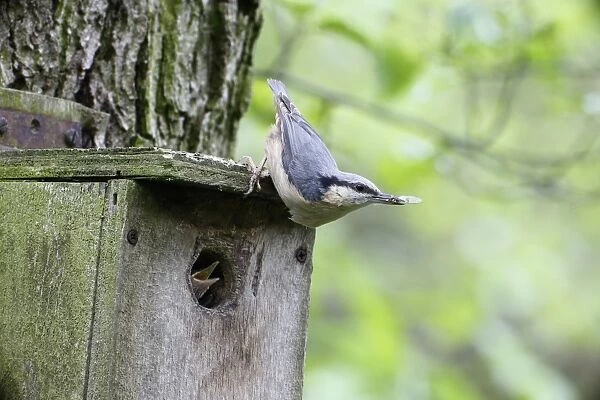 Eurasian Nuthatch (Sitta europaea) adult, with insect in beak, clinging to nestbox with chick begging at entrance