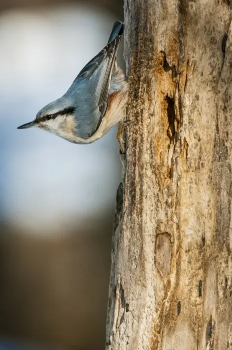 Framed Print : Eurasian Nuthatch (Sitta europaea) adult male, foraging on dead tree trunk in snow, Bialowieza N. P Framed Print : Eurasian Nuthatch (Sitta europaea) adult male, foraging on dead tree trunk in snow, Bialowieza N. P