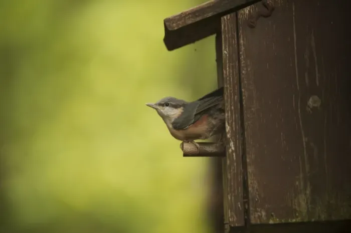 Framed Print : Eurasian Nuthatch (Sitta europaea) chick, fledgling emerging from nestbox, Dumfries and Galloway, Scotland, June Framed Print : Eurasian Nuthatch (Sitta europaea) chick, fledgling emerging from nestbox, Dumfries and Galloway, Scotland, June
