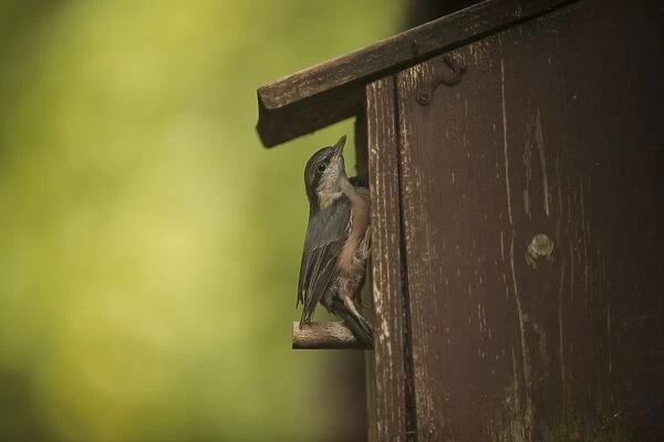 Eurasian Nuthatch (Sitta europaea) chick, fledgling emerging from nestbox, Dumfries and Galloway, Scotland, June