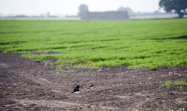 Eurasian Oystercatcher (Haematopus ostralegus) adult, breeding plumage, with chick, standing at edge of arable field