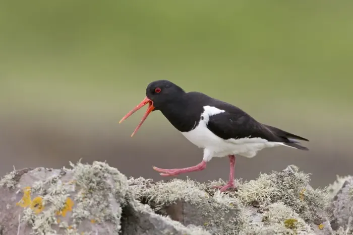 Framed Print : Eurasian Oystercatcher (Haematopus ostralegus) adult, breeding plumage, calling, walking on drystone wall