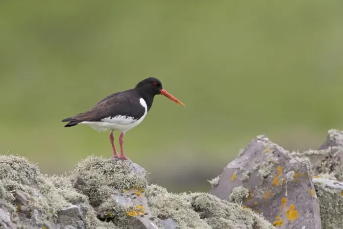 Framed Print : Eurasian Oystercatcher (Haematopus ostralegus) adult, breeding plumage, standing on drystone wall Framed Print : Eurasian Oystercatcher (Haematopus ostralegus) adult, breeding plumage, standing on drystone wall