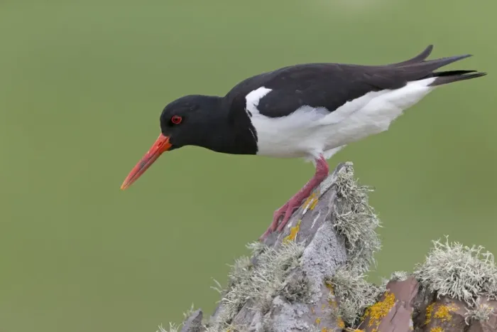 Framed Print : Eurasian Oystercatcher (Haematopus ostralegus) adult, breeding plumage, standing on drystone wall Framed Print : Eurasian Oystercatcher (Haematopus ostralegus) adult, breeding plumage, standing on drystone wall