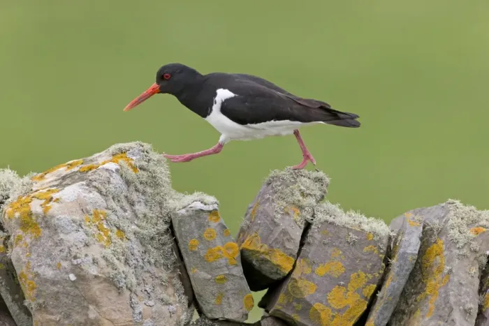 Framed Print : Eurasian Oystercatcher (Haematopus ostralegus) adult, breeding plumage, walking on drystone wall Framed Print : Eurasian Oystercatcher (Haematopus ostralegus) adult, breeding plumage, walking on drystone wall