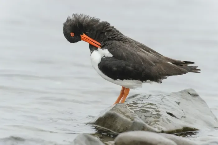 Framed Print : Eurasian Oystercatcher (Haematopus ostralegus) adult, breeding plumage, preening Framed Print : Eurasian Oystercatcher (Haematopus ostralegus) adult, breeding plumage, preening
