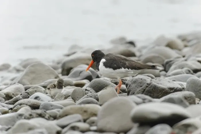 Framed Print : Eurasian Oystercatcher (Haematopus ostralegus) adult, breeding plumage, and chick Framed Print : Eurasian Oystercatcher (Haematopus ostralegus) adult, breeding plumage, and chick