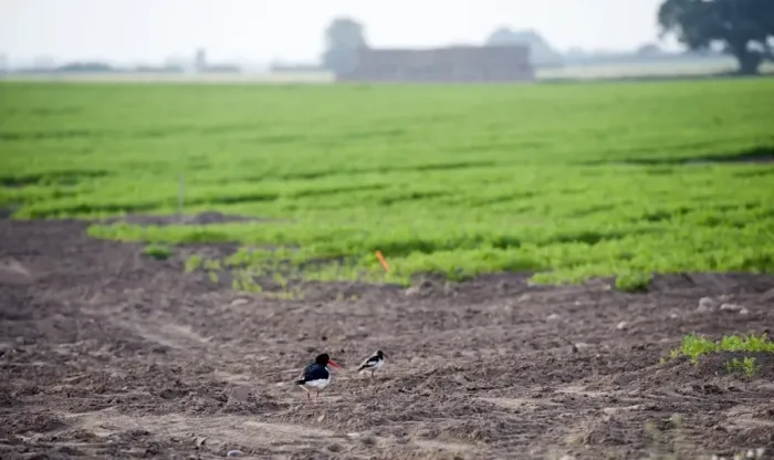 Framed Print : Eurasian Oystercatcher (Haematopus ostralegus) adult, breeding plumage, with chick, standing at edge of arable field Framed Print : Eurasian Oystercatcher (Haematopus ostralegus) adult, breeding plumage, with chick, standing at edge of arable field