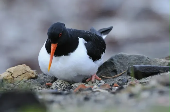 Framed Print : Eurasian Oystercatcher (Haematopus ostralegus) adult, settling on nest to incubate four eggs, Varanger, Norway, may Framed Print : Eurasian Oystercatcher (Haematopus ostralegus) adult, settling on nest to incubate four eggs, Varanger, Norway, may
