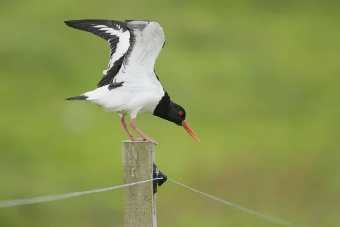 Framed Print : Eurasian Oystercatcher (Haematopus ostralegus) adult, stretching wings, standing on fencepost, Mainland, Orkney, Scotland, june Framed Print : Eurasian Oystercatcher (Haematopus ostralegus) adult, stretching wings, standing on fencepost, Mainland, Orkney, Scotland, june