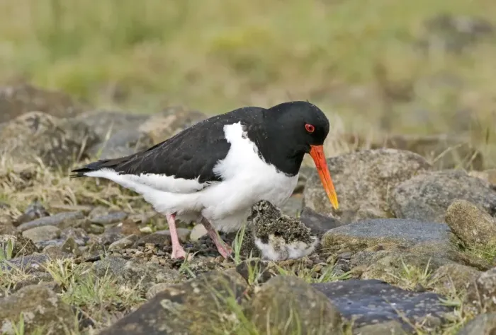 Framed Print : Eurasian Oystercatcher (Haematopus ostralegus) adult, tending to chicks, England, may Framed Print : Eurasian Oystercatcher (Haematopus ostralegus) adult, tending to chicks, England, may